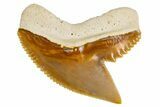 Fossil Tiger Shark (Galeocerdo) Tooth - Bone Valley, Florida #299498-1
